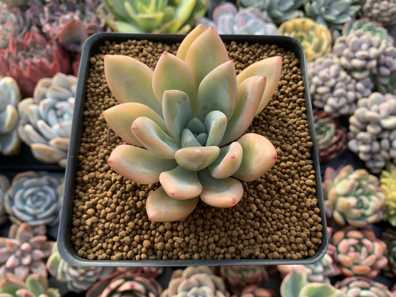 Graptoveria 'Opalina' Variegated 3" Succulent Plant