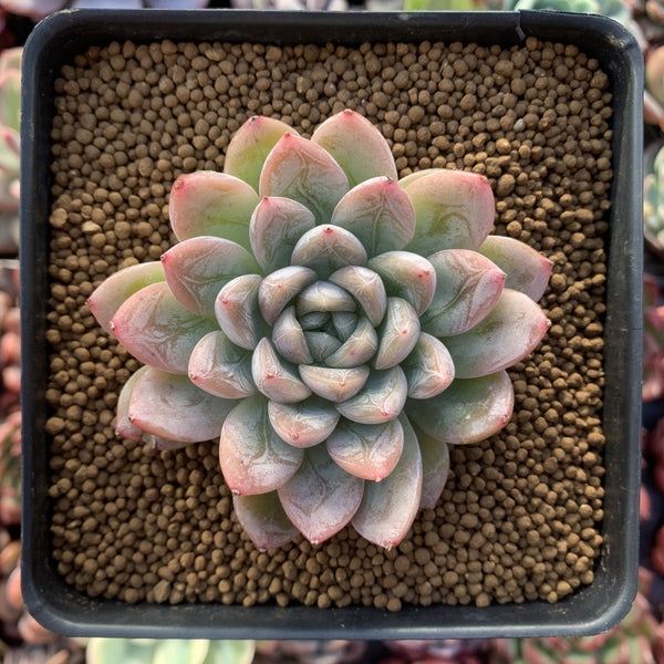 Echeveria 'Elsa' 2" Succulent Plant