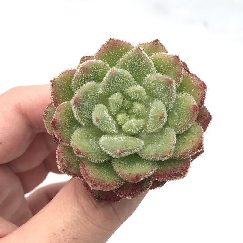 Echeveria 'Christmas Carol' 1”-2" Succulent Plant