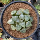 Haworthia 'Tsukikage' 3" Succulent Plant