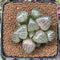 Haworthia Comptoniana 'Crystal' 2"-3" Succulent Plant