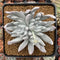 Dudleya sp. Double Head 3" Powdery Succulent Plant