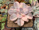 Quetzalcoatlia 'Pentandra Superba' Variegated 4" Succulent Plant (Formerly Graptopetalum 'Pentandrum Superbum' Variegated)