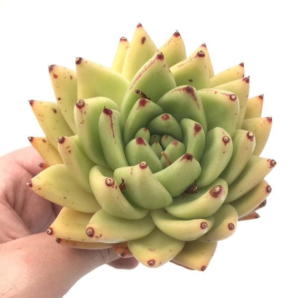 Echeveria Agavoides sp. 4”-5" Rare Succulent Plant