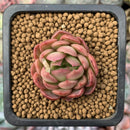 Echeveria sp. 1" Small Succulent Plant