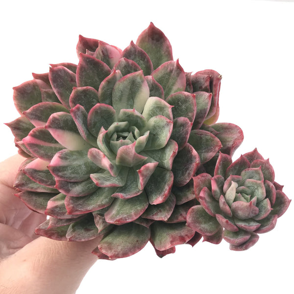 Echeveria 'Bradburiana' Variegated 4"-5" Succulent Plant