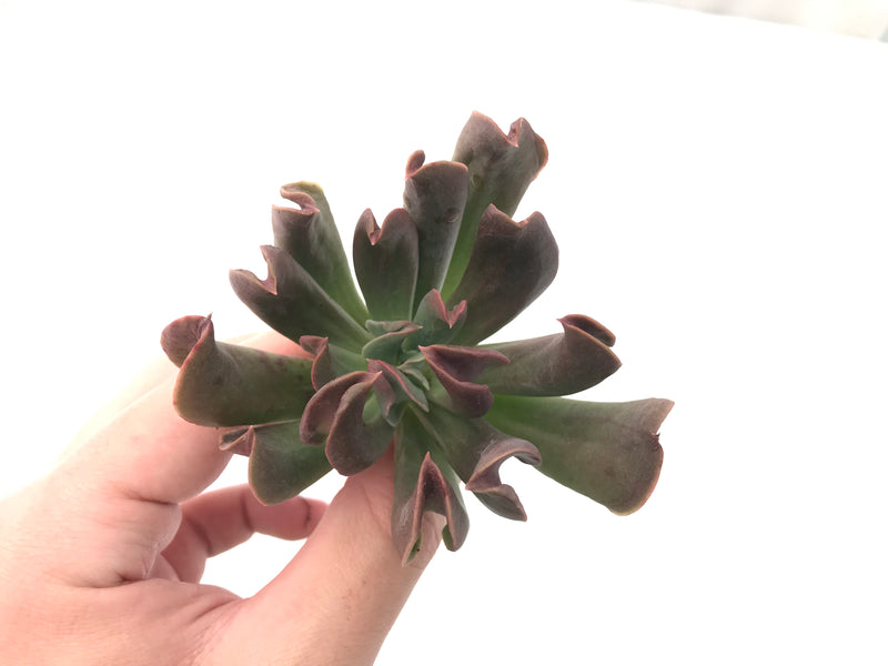 Echeveria 'Black Hawk' 3" Succulent Plant