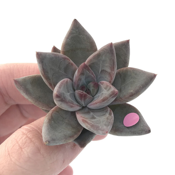 Echeveria Agavoides 'Tremolo' 1" New Hybrid Small Succulent Plant