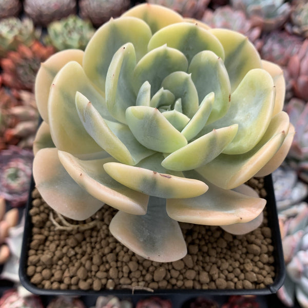 Echeveria Runyonii Variegated (Aka Echeveria 'Akaihosi' Variegated) 5" Succulent Plant