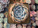 Echeveria 'Orange Monroe' 3" Powdery Succulent Plant