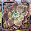 Echeveria 'Baekya' 2" Succulent Plant