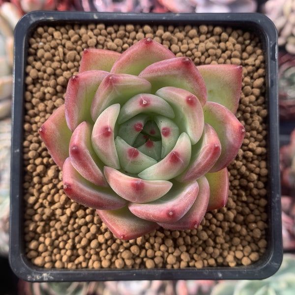 Echeveria Agavoides 'Derenceana' 2"-3" Succulent Plant