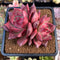 Echeveria Agavoides 'Primori' 4"-5" Succulent Plant