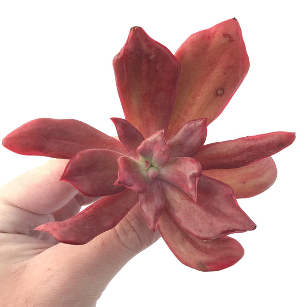 Echeveria 'Diamond State' Variegated 2"-3" Succulent Plant