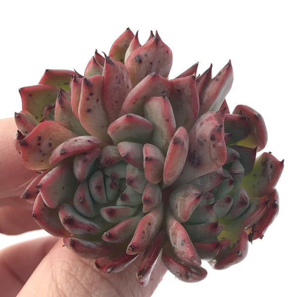 Echeveria 'Vivace' 1"-2" Succulent Plant