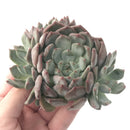 Pachyphytum sp. Cluster 5" Succulent Plant