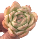 Echeveria 'Rasberry Ice' 2" Succulent Plant