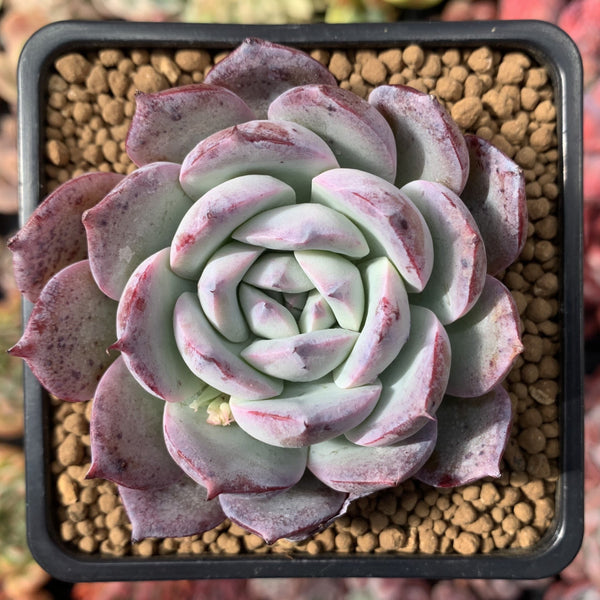 Echeveria 'Laurenis' Hybrid 2" Succulent Plant