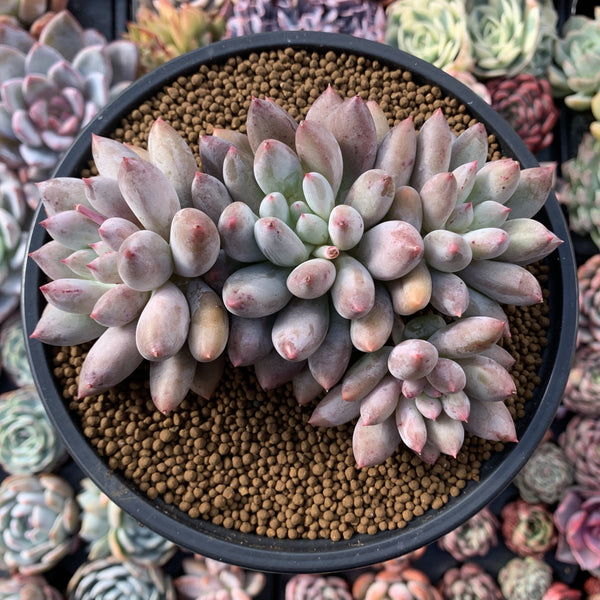 Pachyphytum 'Angels Finger' Large Cluster 5" Powdery Succulent Plant