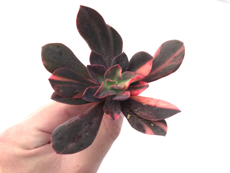 Echeveria 'Hanaikada' Variegated 4"-5" Succulent Plant