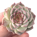 Echeveria 'Red Velvet' 2" Succulent Plant