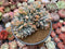 Echeveria 'Marina' Crested 6" Succulent Plant