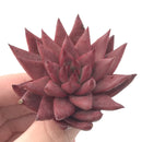 Echeveria Agavoides 'Sirus' 2" Succulent Plant