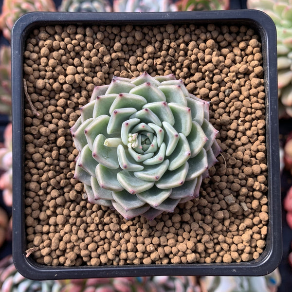 Echeveria 'Choco Top' 2"-3" New Hybrid Succulent Plant