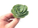 Greenovia Diplocycla Var. Gigantea 3" Succulent Plant