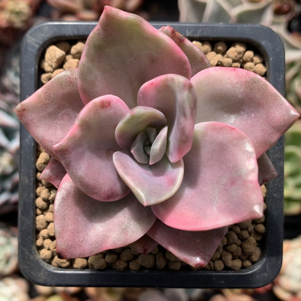 Graptopetalum 'Bainesii' Variegated 2" Succulent Plant