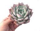 Echeveria 'Colorata' 4" Powdery Succulent Plant