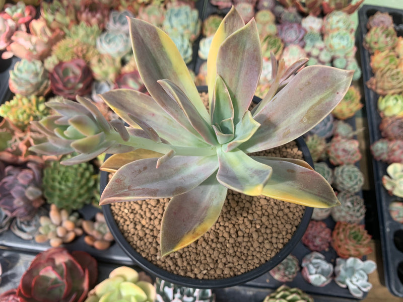 Graptoveria 'Fred Ives' Variegated 5" Large Cutting Succulent Plant