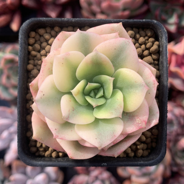 Echeveria 'Nicksana' Variegated 1" Succulent Plant