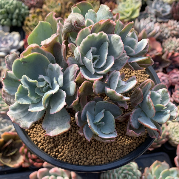 Echeveria 'Berkeley Light' Variegated 8+ Very Large Cluster Succulent Plant