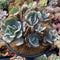 Echeveria 'Berkeley Light' Variegated 8+ Very Large Cluster Succulent Plant