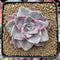 Graptopetalum 'Bainesii' Variegated 3" Succulent Plant