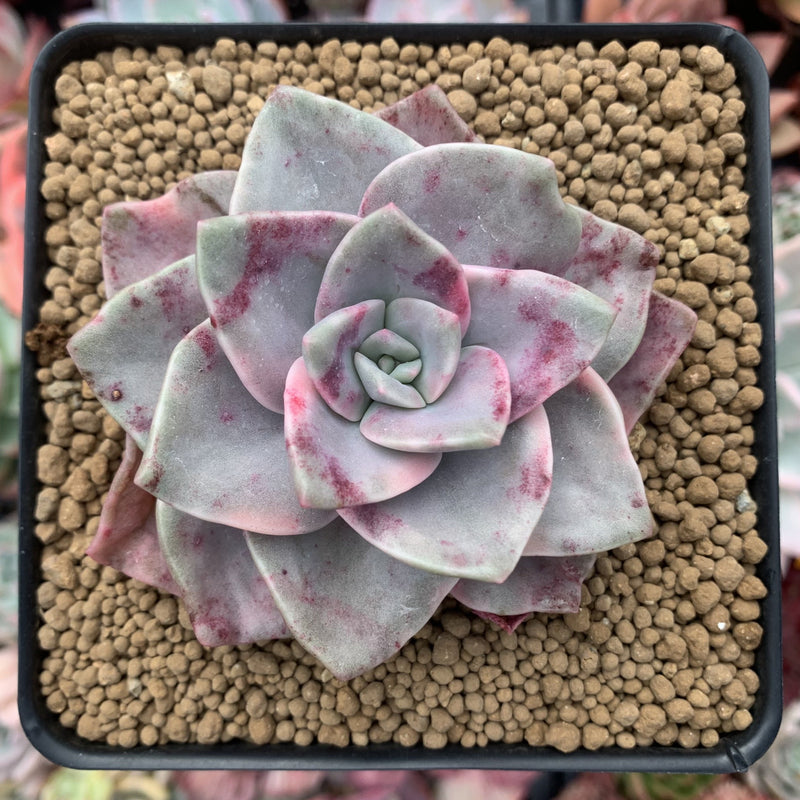 Graptopetalum 'Bainesii' Variegated 3" Succulent Plant