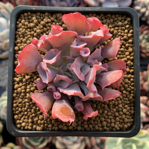 Echeveria 'Trumpet Pinky' 2"-3" Succulent Plant