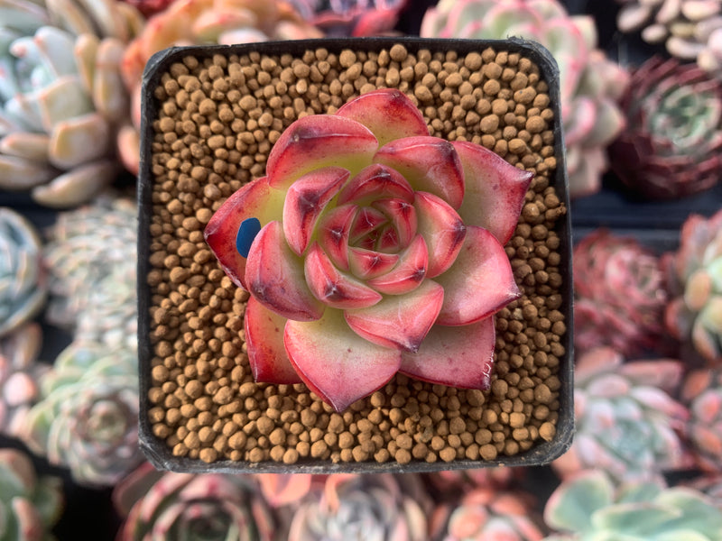 Echeveria Agavoides 'Fire Pillar' 1"-2" Succulent Plant