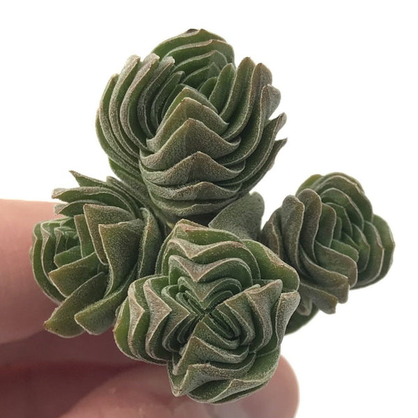 Crassula 'Buddha's Temple' 1"-2" Succulent Plant