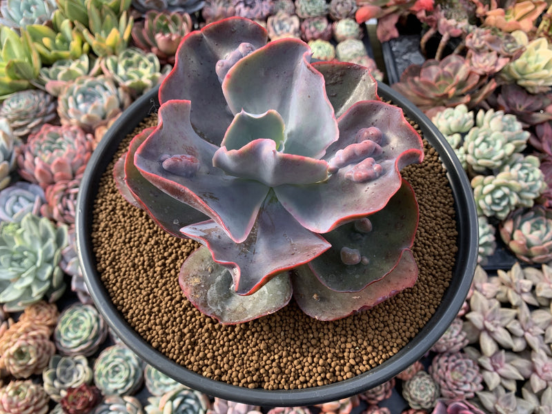 Echeveria 'Frill' sp. 6"+ Large Succulent Plant