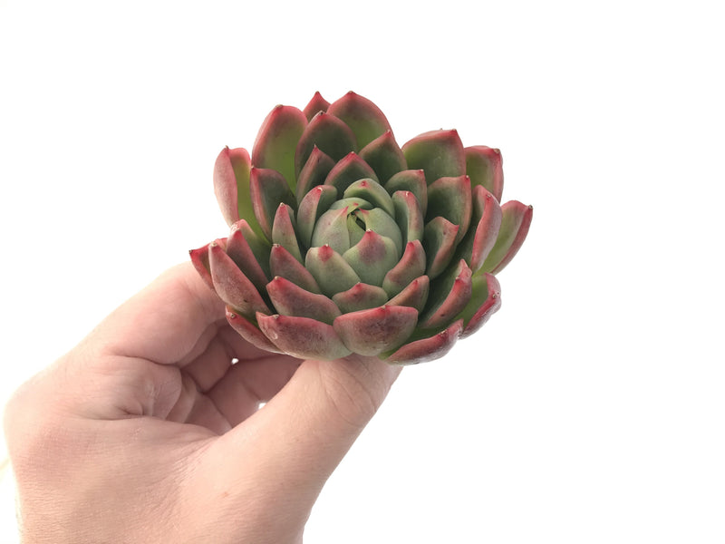 Echeveria Agavoides 'Red Witch' 3" Succulent Plant