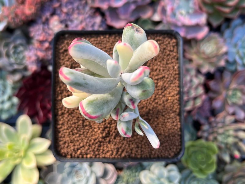 Cotyledon 'Orbiculata' Variegated 2" Succulent Plant