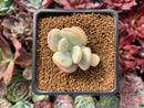 Cotyledon Orbiculata cv. 'Fuku Musume' Variegated 2" Succulent Plant