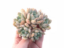 Graptoveria ‘A Grimm One’ Cluster 4” Rare Succulent Plant