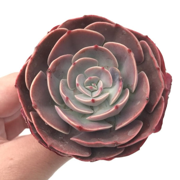 Echeveria 'Muesli' 3” Rare Succulent Plant