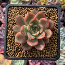 Echeveria Agavoides 'Red Bell' 1" Succulent Plant