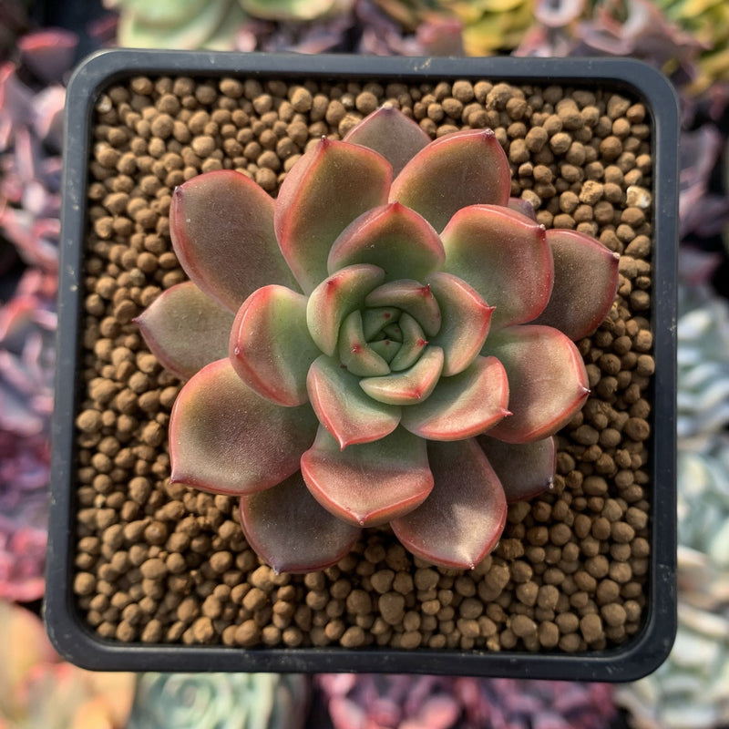 Echeveria Agavoides 'Red Bell' 1" Succulent Plant