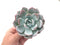 Echeveria 'Ivory' 4" Powdery Succulent Plant