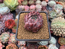 Echeveria 'Piano' 2" New Hybrid Succulent Plant